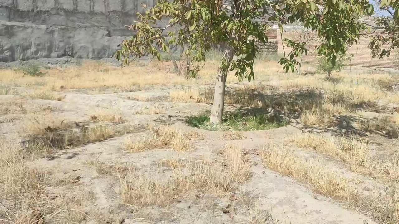 زمین باغ|فروش زمین و ملک کلنگی|اسکو, |دیوار