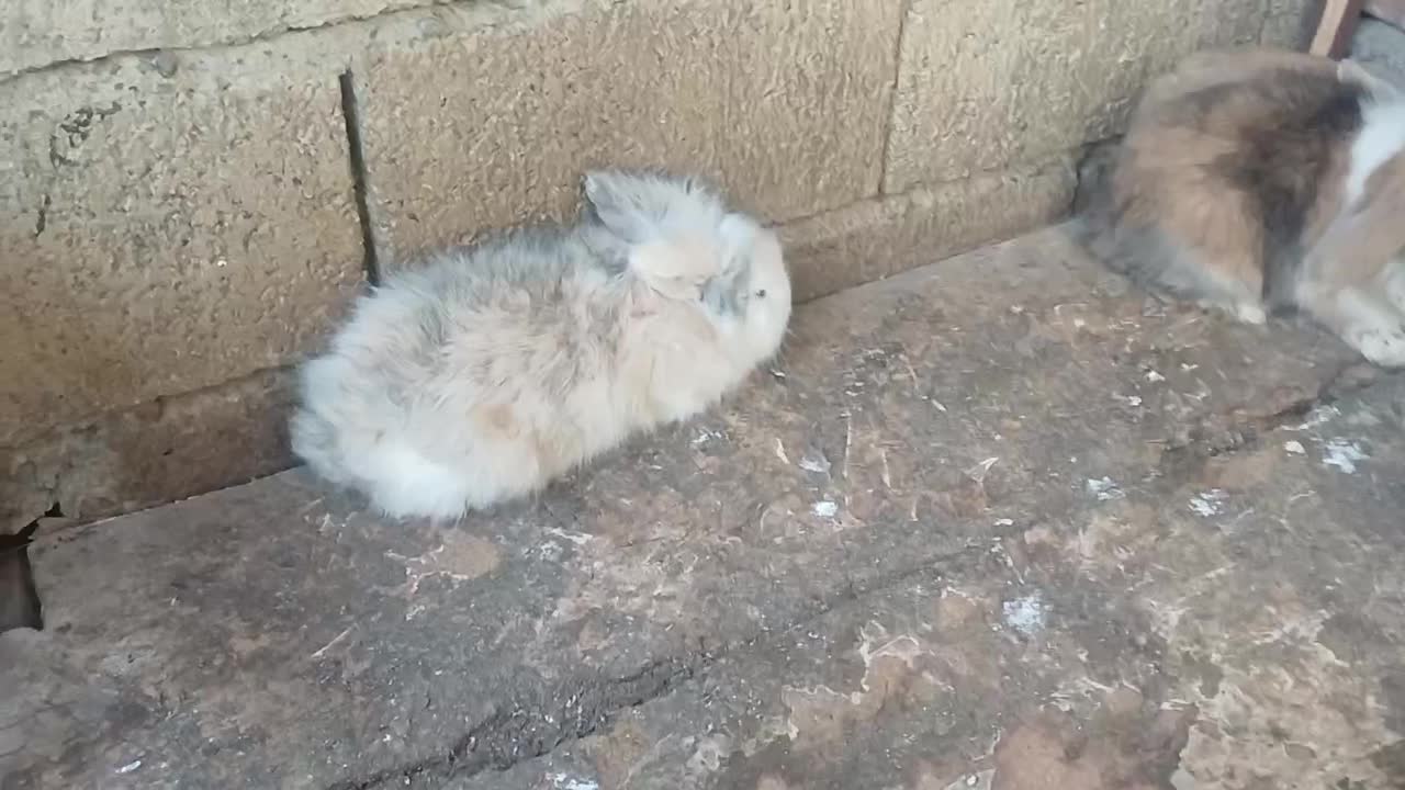 جفت خرگوش لوپ|موش و خرگوش|بابل, |دیوار