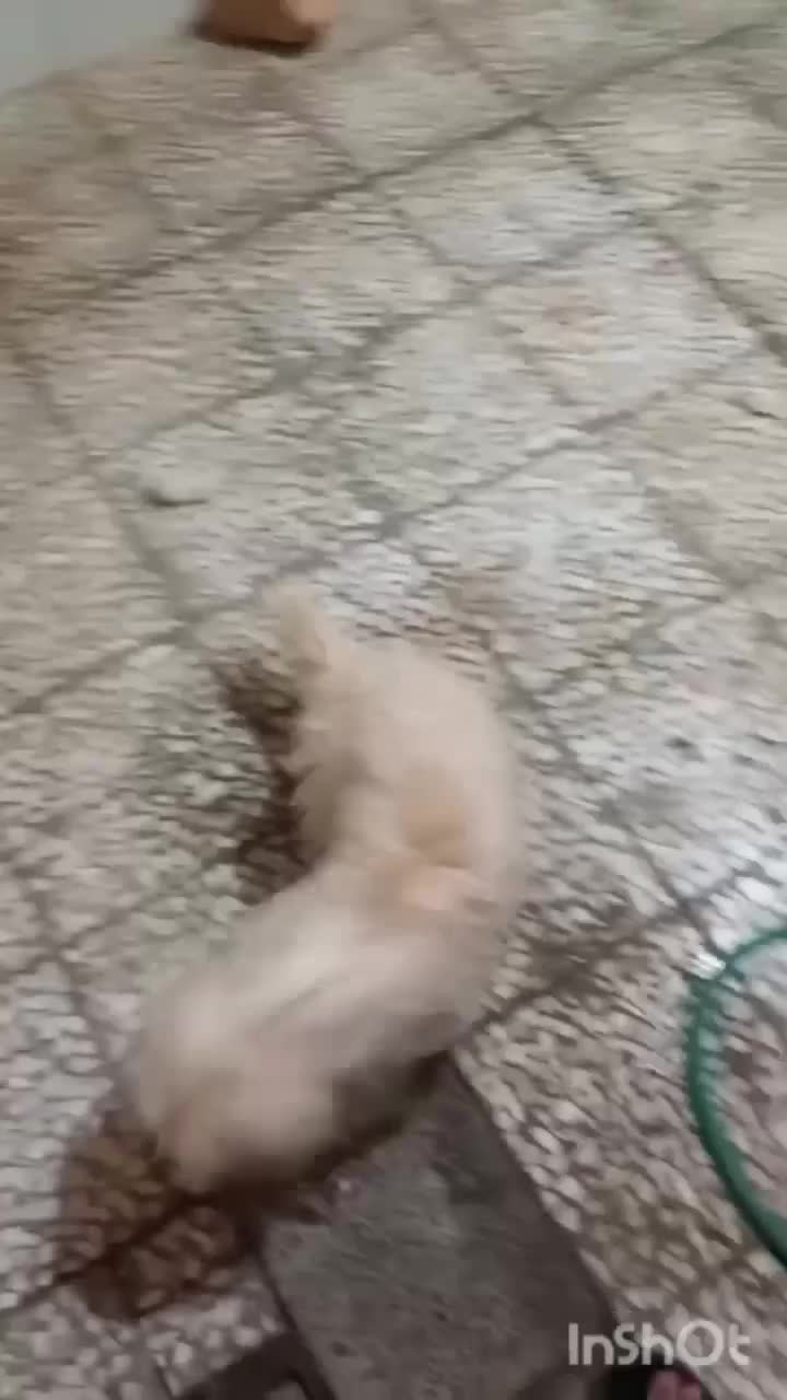 سگ شیتزو|سگ|خمینی‌شهر, |دیوار