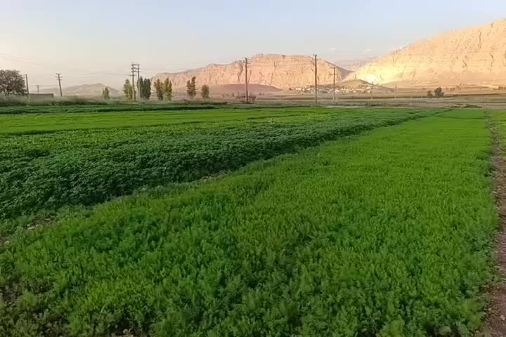 سبزی خورشتی ارگانی|خوردنی و آشامیدنی|قلعه شاهین, |دیوار