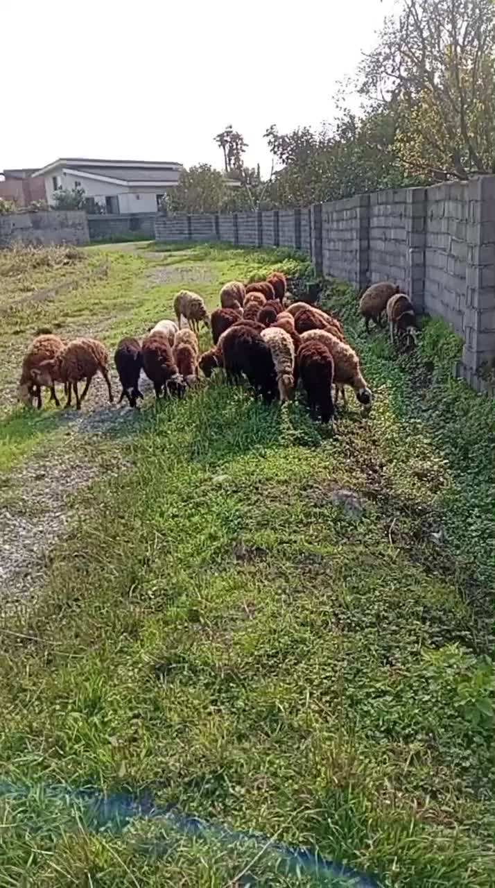 بره نر و ماده|حیوانات مزرعه|نوشهر, |دیوار