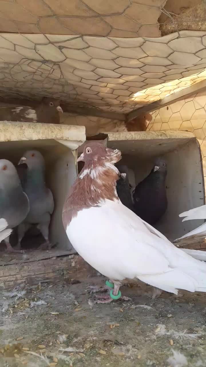 فروش کبوتر کله سرخ وسینه سیاه وپلاکی|پرنده|سمیرم, |دیوار