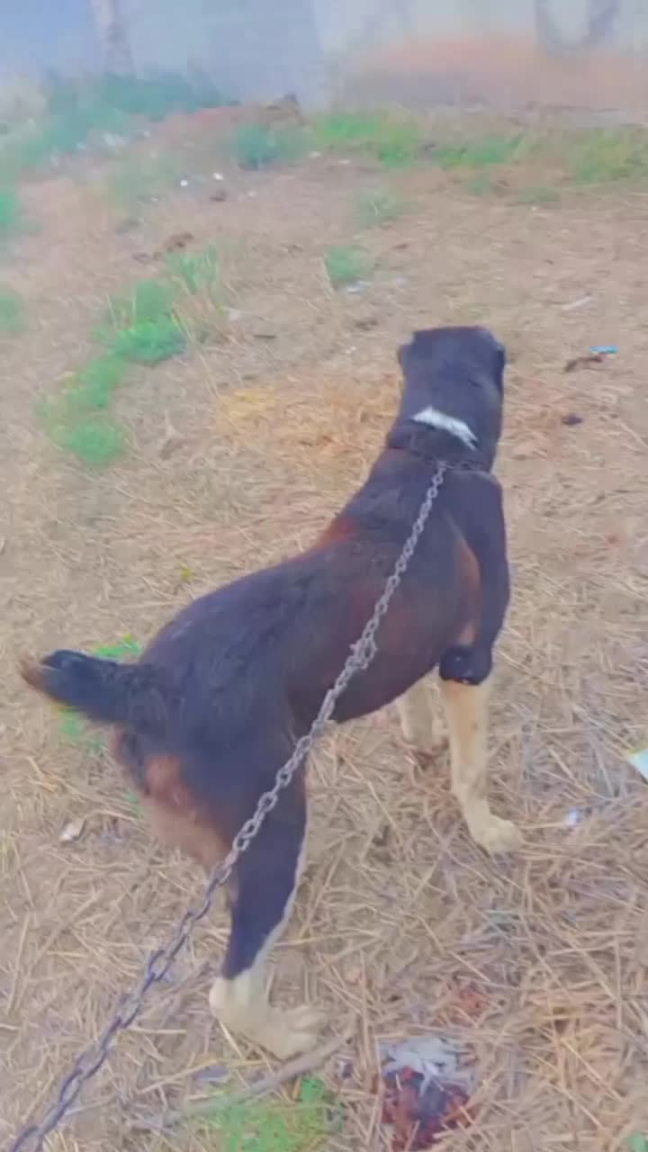 الابای دوساله نر|سگ|علی‌آباد کتول, |دیوار