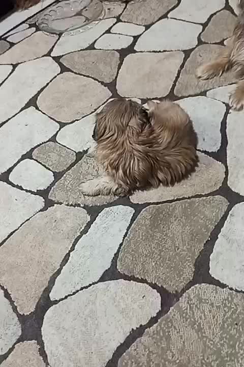 فروش سگ|سگ|اصفهان, بهرامآباد|دیوار