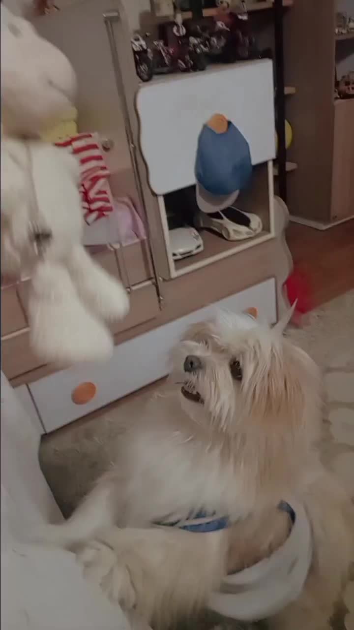 سگ شتیزو|سگ|سنندج, |دیوار