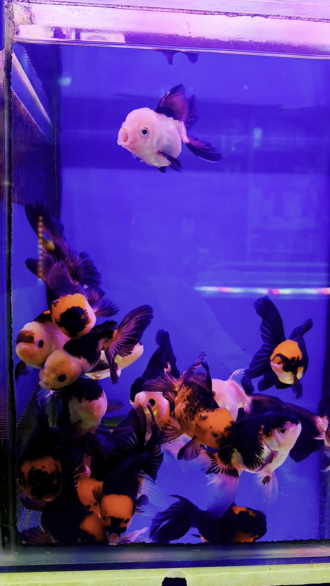 گلدفیش نژاد هایه مختلف|ماهی|فولادشهر, B4|دیوار