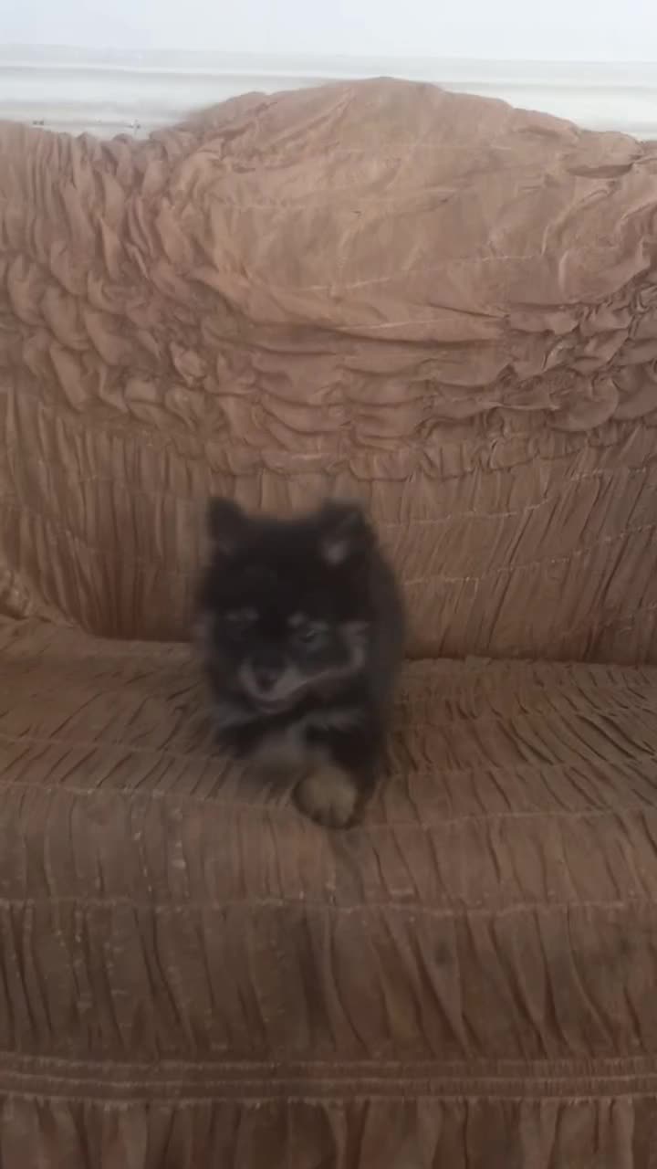 پامر خرسی|سگ|بم, |دیوار