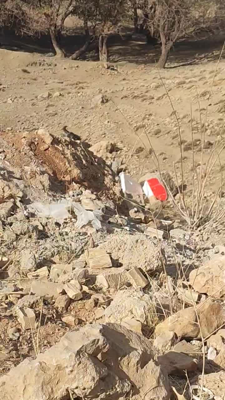 سگ هاسکی|سگ|یاسوج, |دیوار