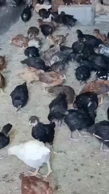 فروش جوجه جهادی ۳۵ روزه درجه ۱|حیوانات مزرعه|مرودشت, محمد آباد|دیوار