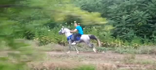 فروش یک راس نریان قد بلند و آرام نیلی رنگ|اسب و تجهیزات اسبسواری|ماسال, |دیوار