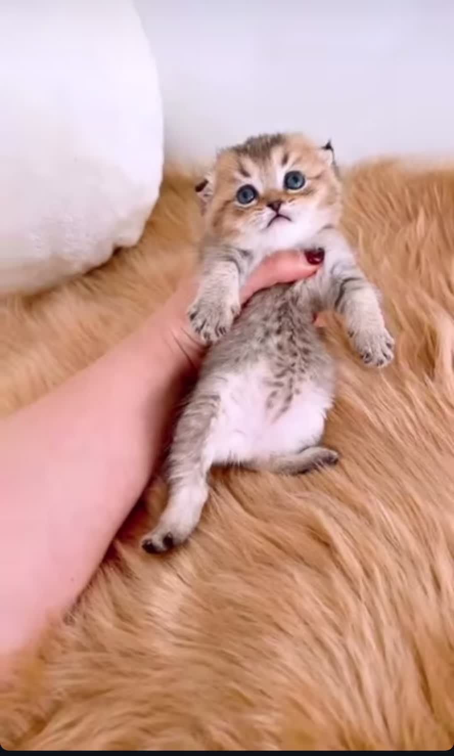 گربه اسکاتیش بریتیش گلد|گربه|ارومیه, |دیوار