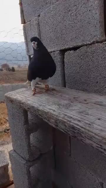 شهری  خوشرنگ سیاه نر|پرنده|فسا, |دیوار