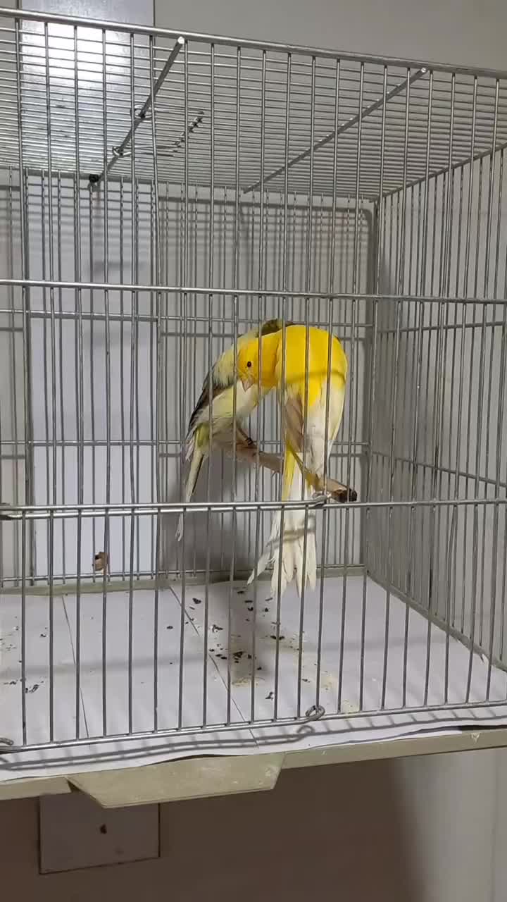 قناری رسمی بلند|پرنده|باغ بهادران, |دیوار