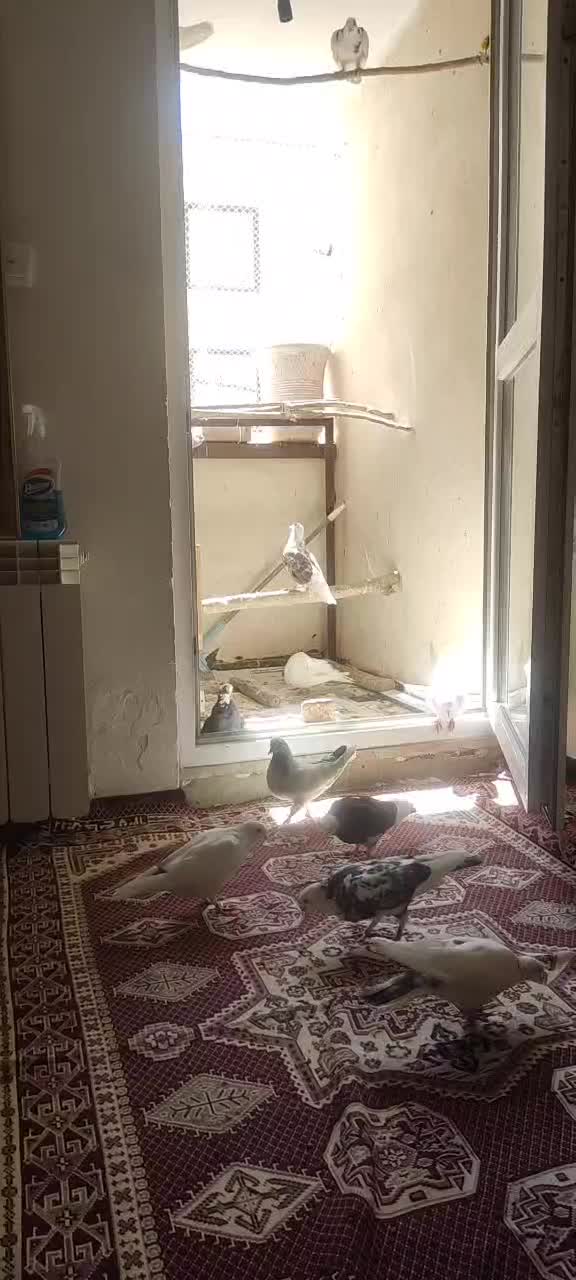 کفتر|پرنده|رودهن, |دیوار