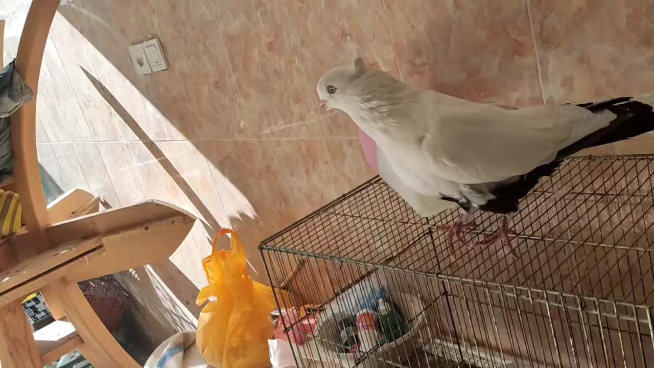 نر دم سیاه|پرنده|صدرا-فارس, فاز ۲|دیوار