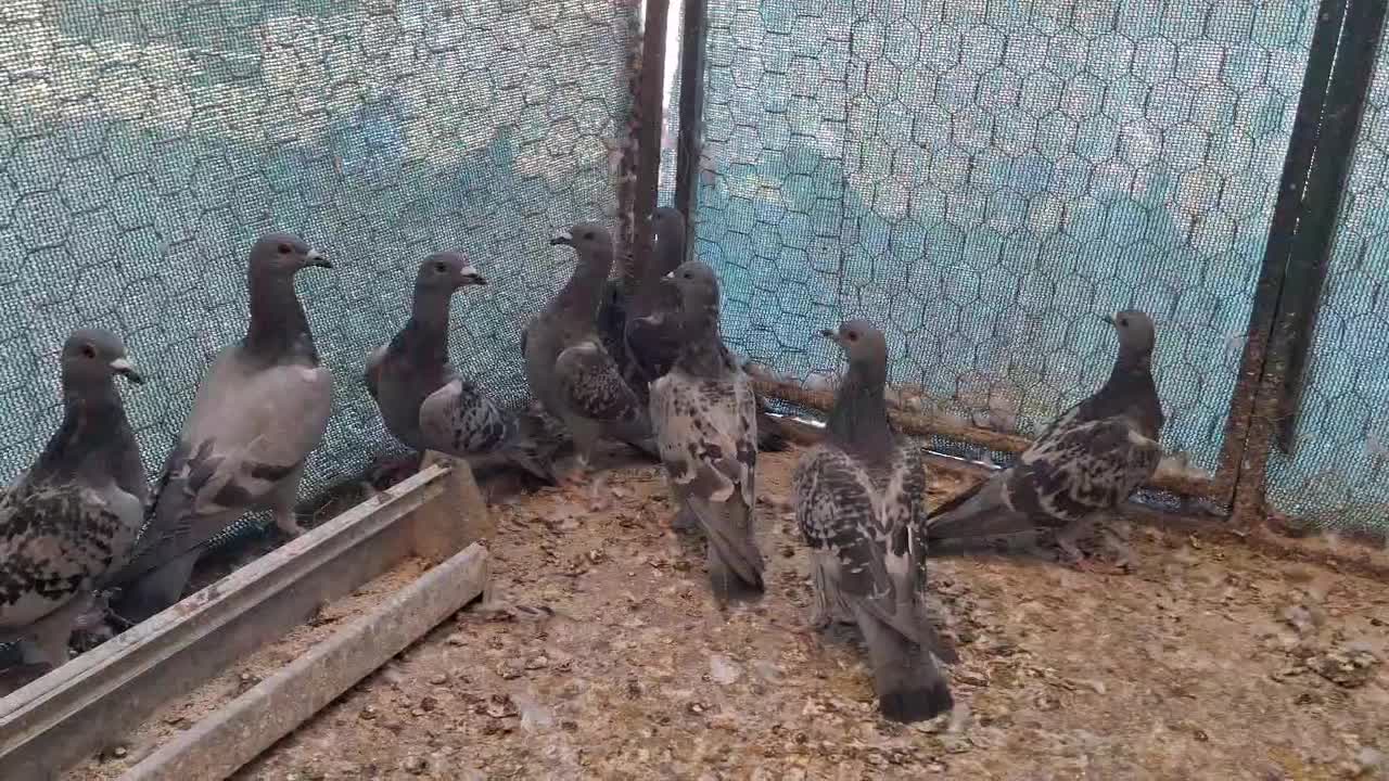 کبوتر کفتر پلاکی زرهی چاپی مسافتی مسابقه ای|پرنده|اصفهان, سپاهانشهر|دیوار