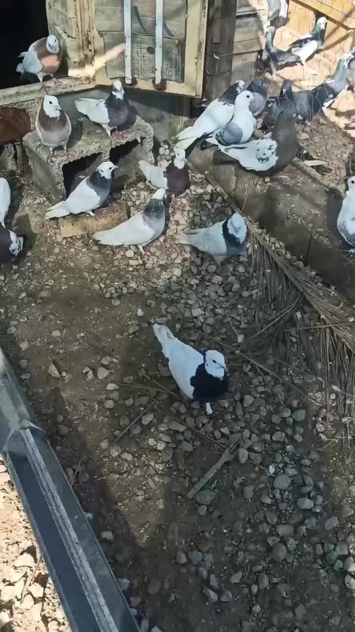 طوقی|پرنده|خنج, |دیوار