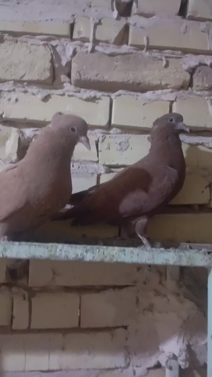 کفتر یا کبوتر|پرنده|سلامی, |دیوار