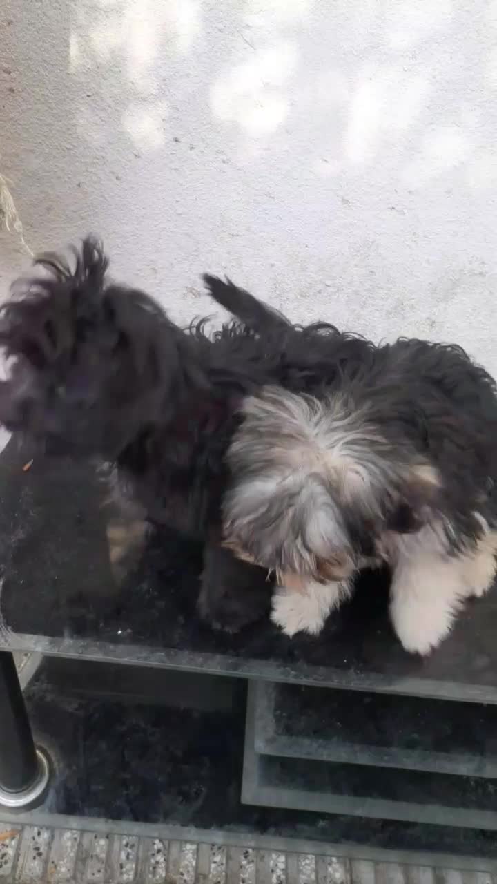 واگذاری طوله سگ شیتزو|سگ|گرگان, |دیوار