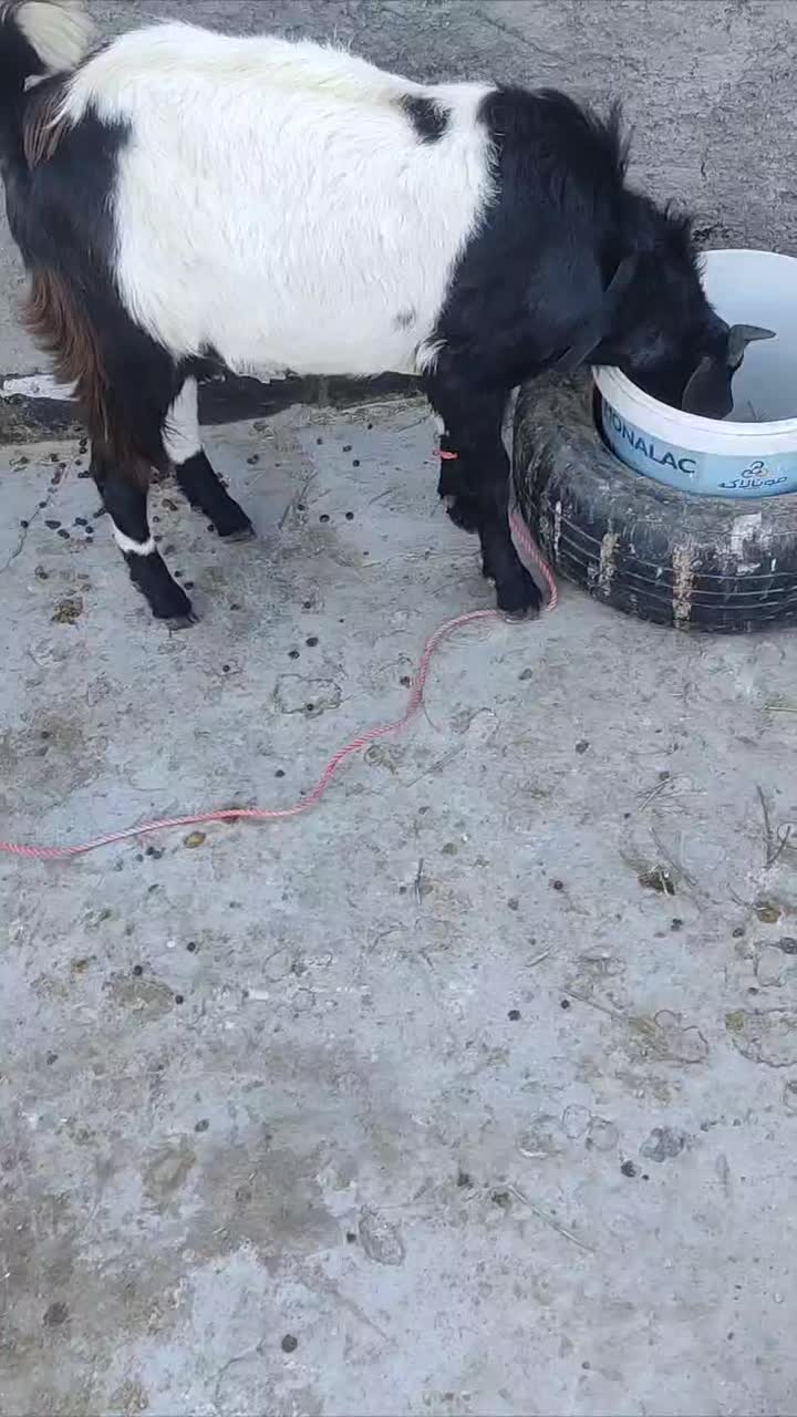 بزغاله نر|حیوانات مزرعه|زاهدان, |دیوار