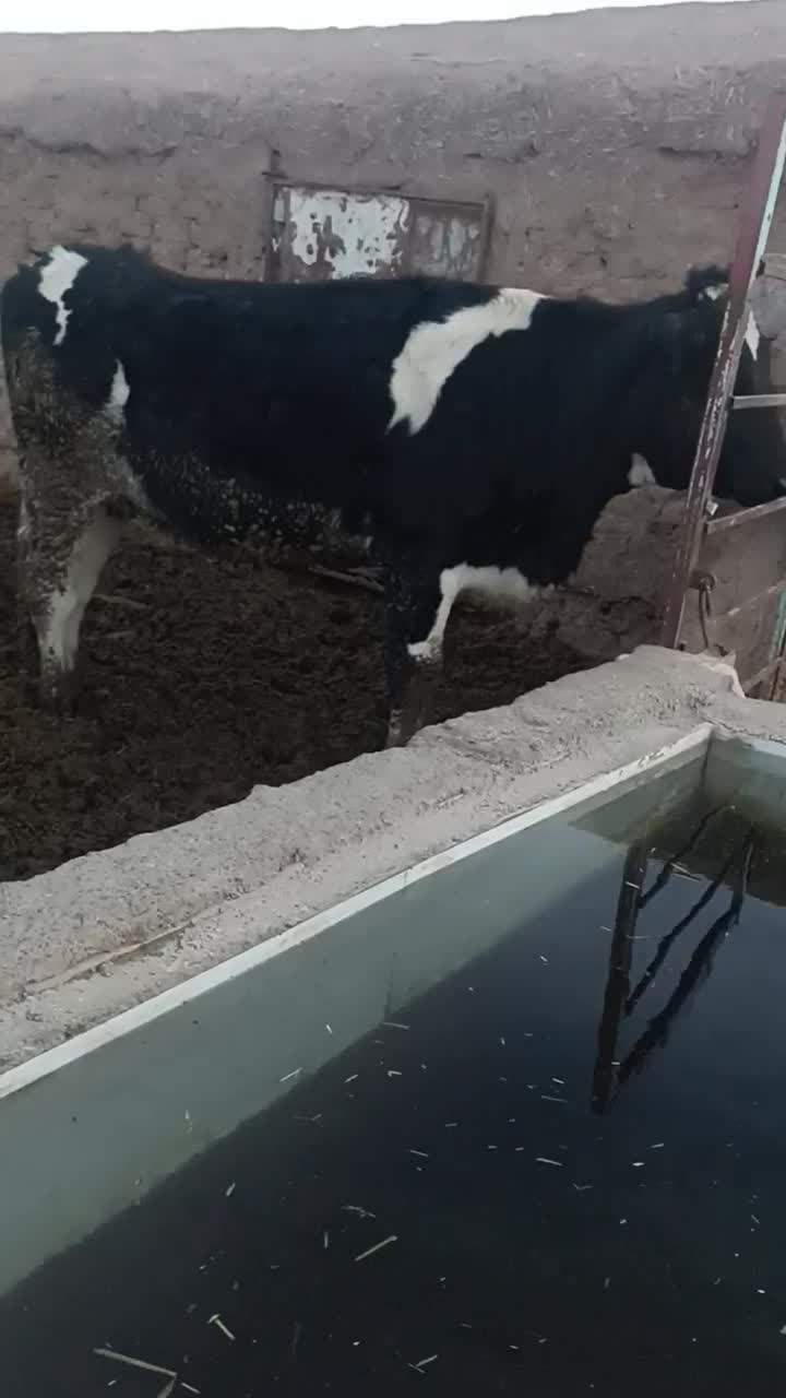 گاوشیری|حیوانات مزرعه|سده (خراسان جنوبی), |دیوار