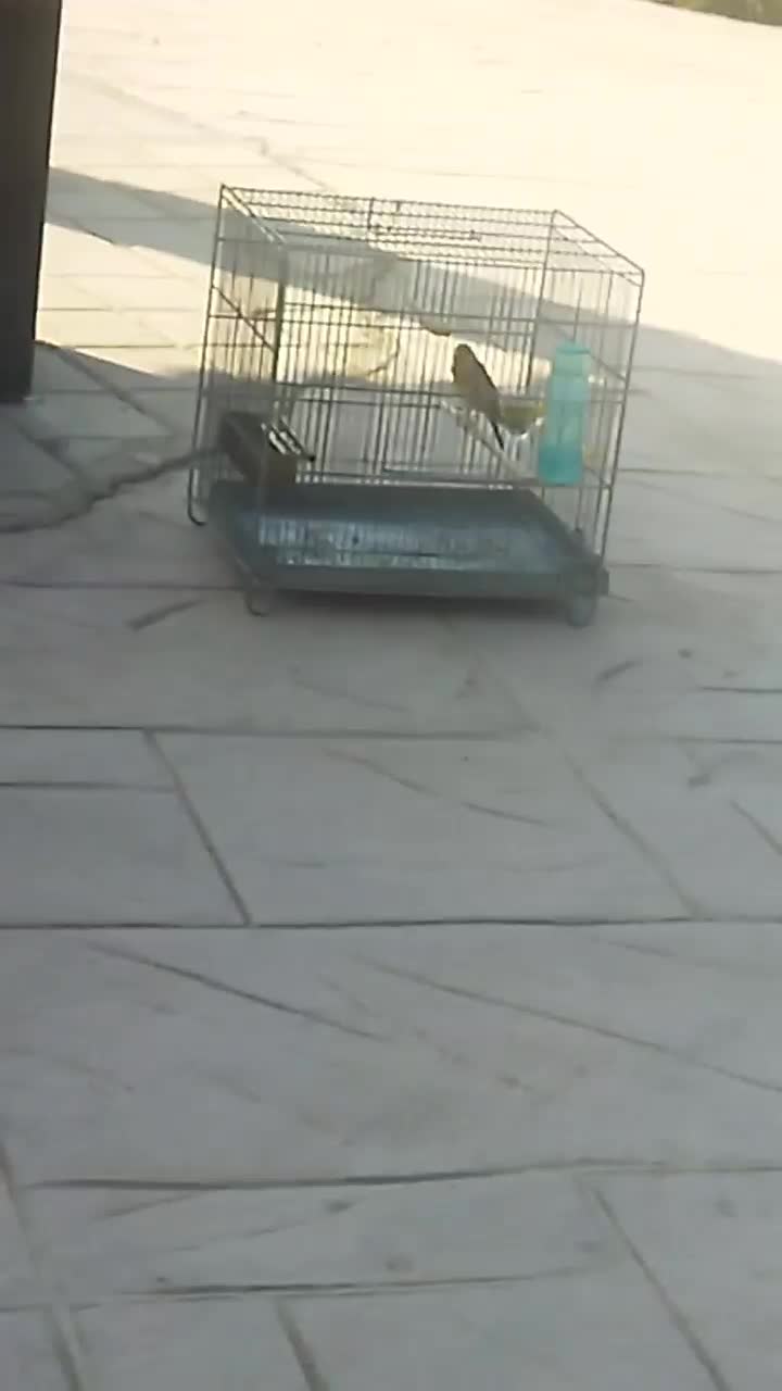 سهره قناری|پرنده|صباشهر, |دیوار