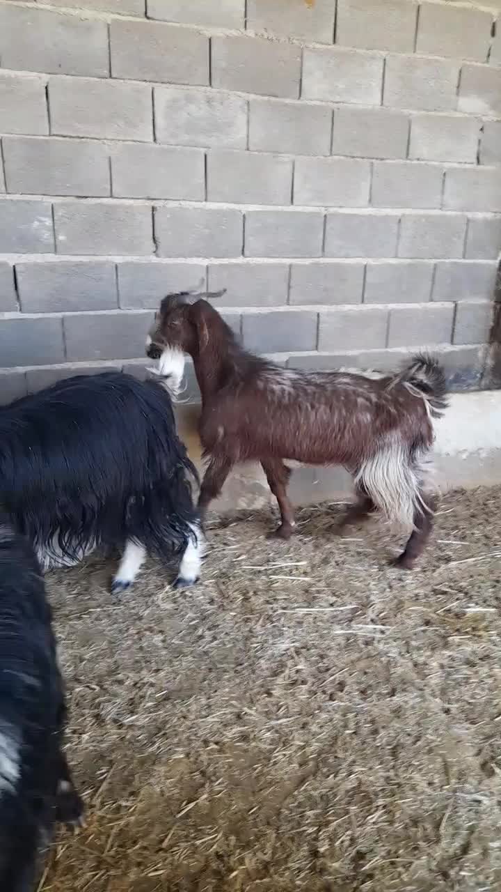 بز جوان|حیوانات مزرعه|کربال, |دیوار