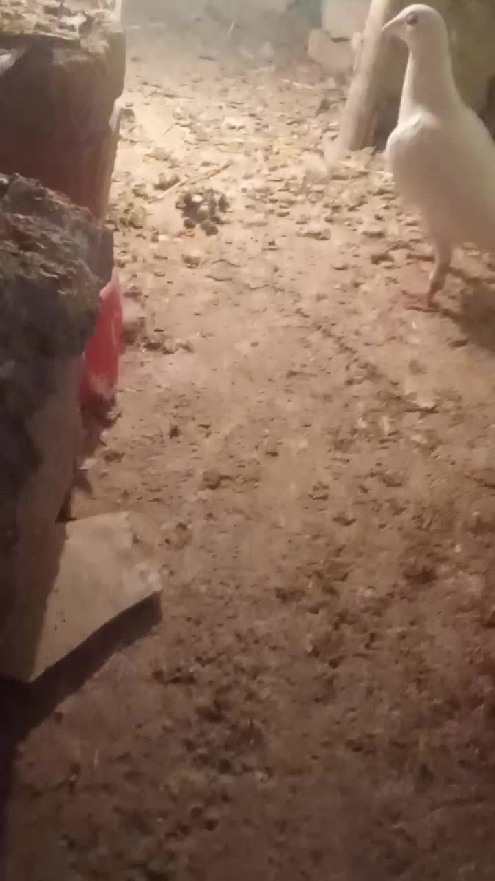 کبوتر جفتی و پرشی|پرنده|بجنورد, |دیوار