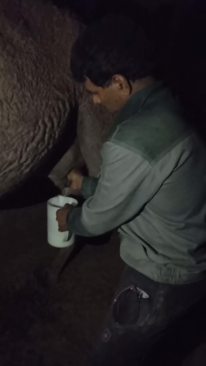 فروش شیر ودوغ شتر|خوردنی و آشامیدنی|حمیدیا, |دیوار