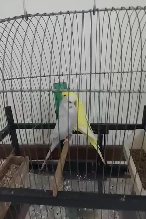 مرغ عشق انگلیسی معاوضه با قناری|پرنده|تهران, سهروردی|دیوار