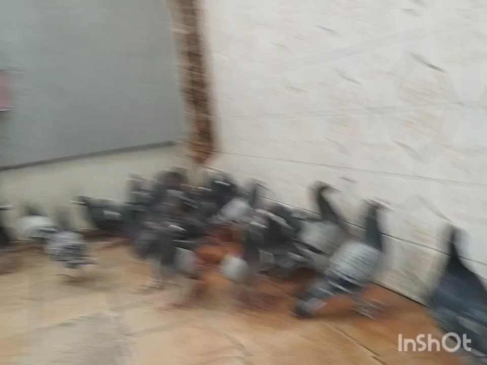 کبوتر پلاکی دورگ|پرنده|شیراز, شهرک قمشه|دیوار