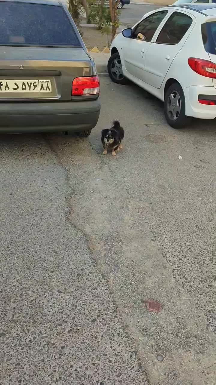 واگذاری سگ پامر و میکس پامر|سگ|پرند, فاز ۵|دیوار