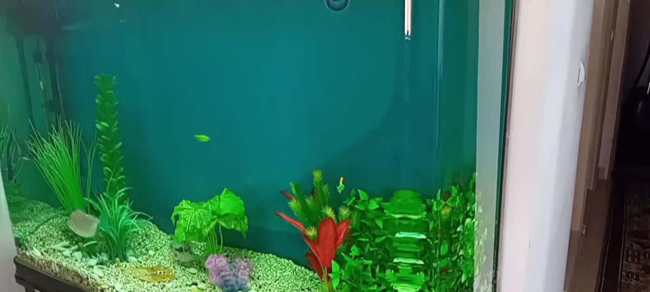 آکوریوم وماهی|ماهی|ورامین, ورامین|دیوار