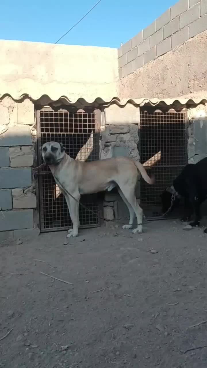 سگ سراب|سگ|تاکستان, |دیوار