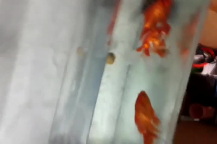 یک عدد ماهی گلفیش و سه عدد هدیه|ماهی|قزوین, |دیوار