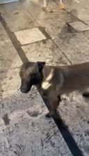 مالینوز رنگ تیره بادرایو بالا فول آموزش|سگ|محمدشهر, محمدشهر|دیوار