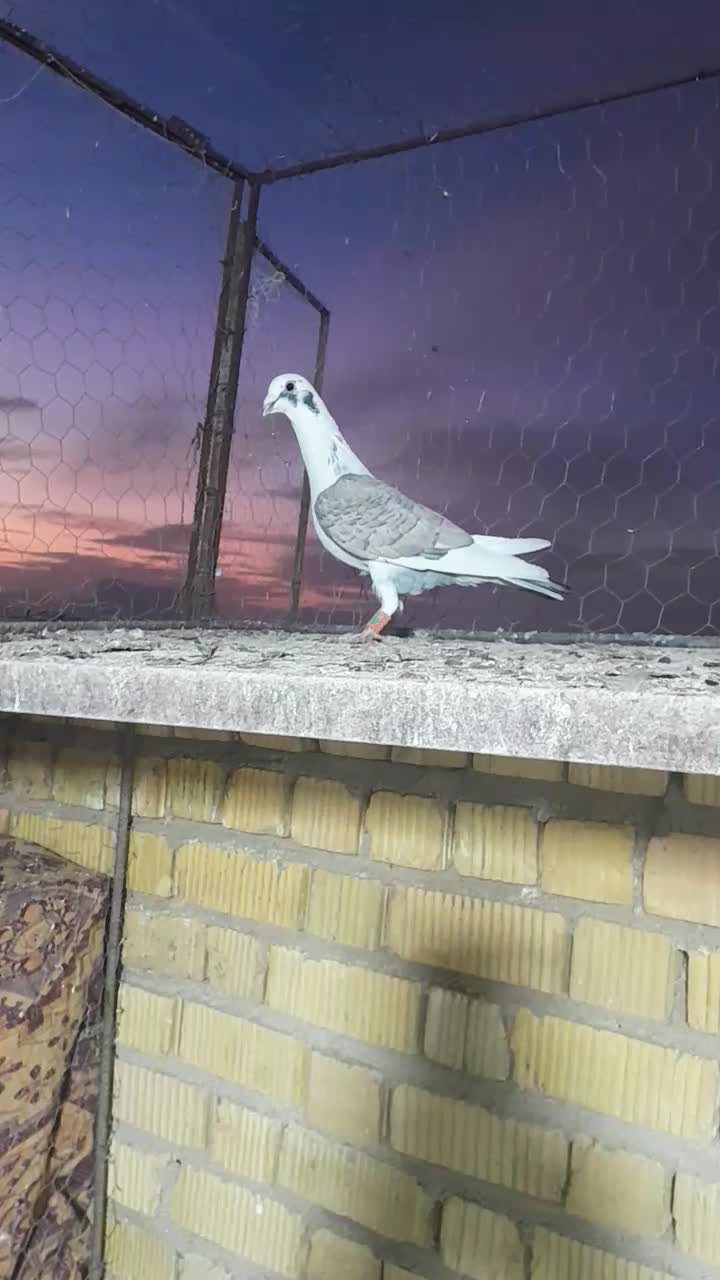 پلاکی|پرنده|مرودشت, نقش رستم|دیوار