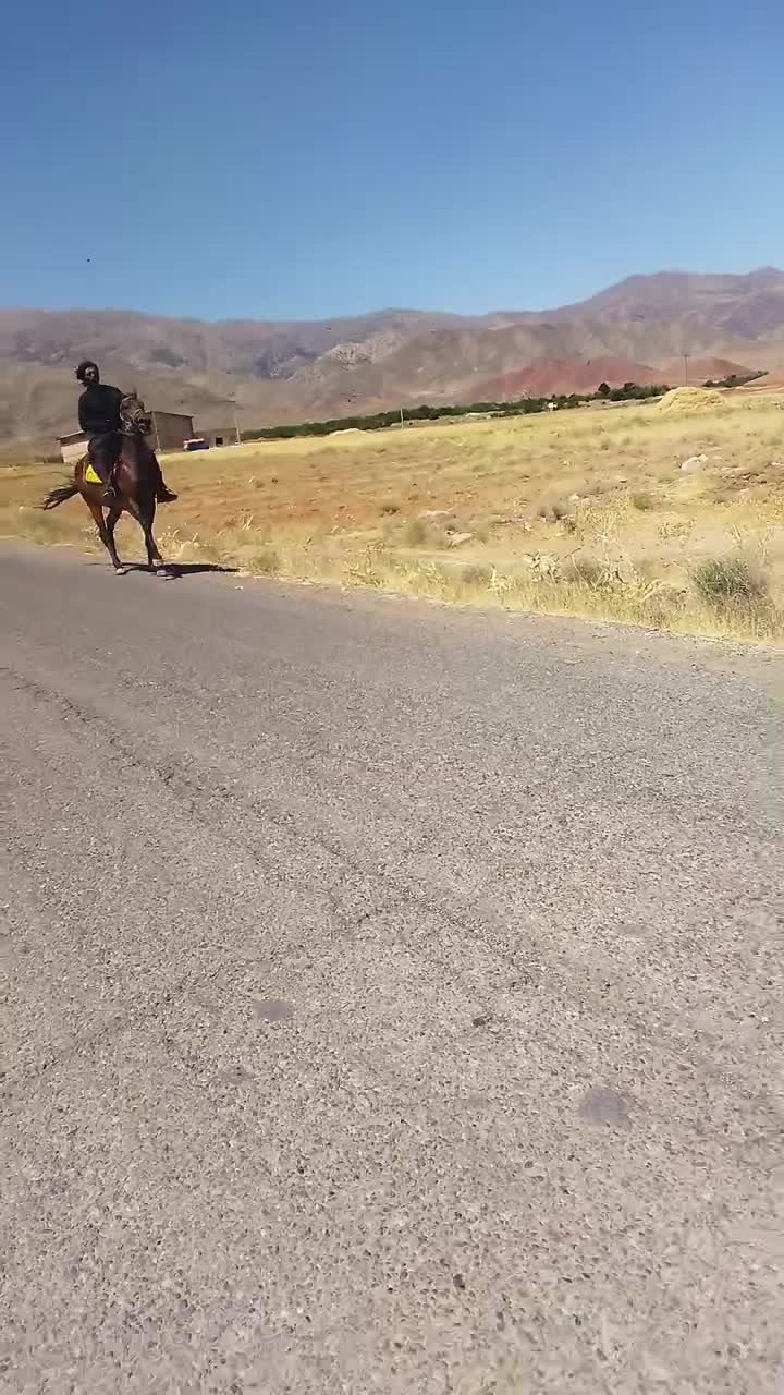 اسب|اسب و تجهیزات اسب‌سواری|نصر آباد, |دیوار