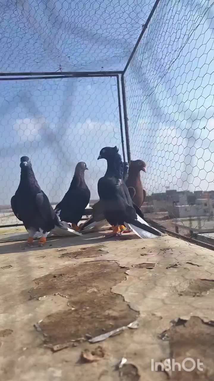 ۵تا دمسفید بشرط پرش|پرنده|الوند, |دیوار