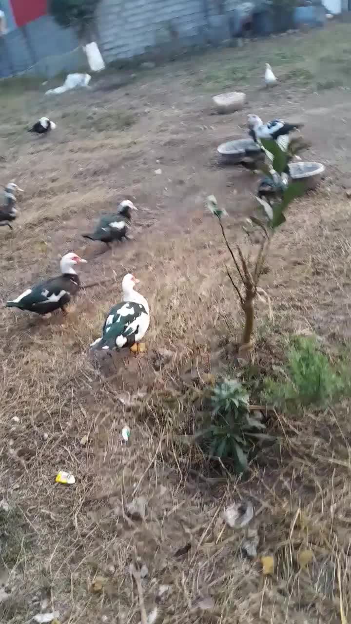 اردک اسرائیلی|حیوانات مزرعه|چاف و چمخاله, |دیوار