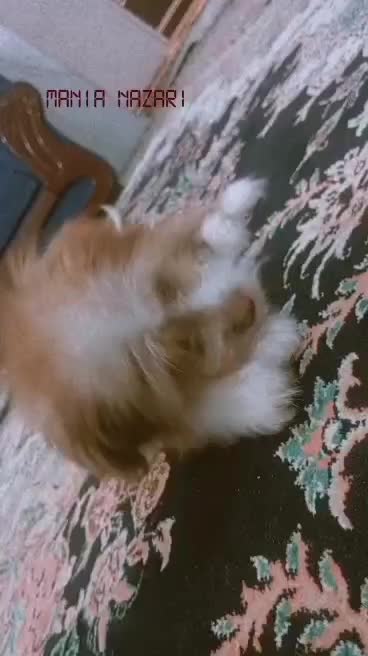 توله شیتزو ماده|سگ|اصفهان, شاهد|دیوار