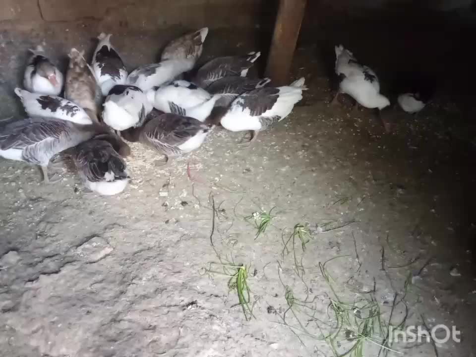 غاز|حیوانات مزرعه|شاهین دژ, |دیوار