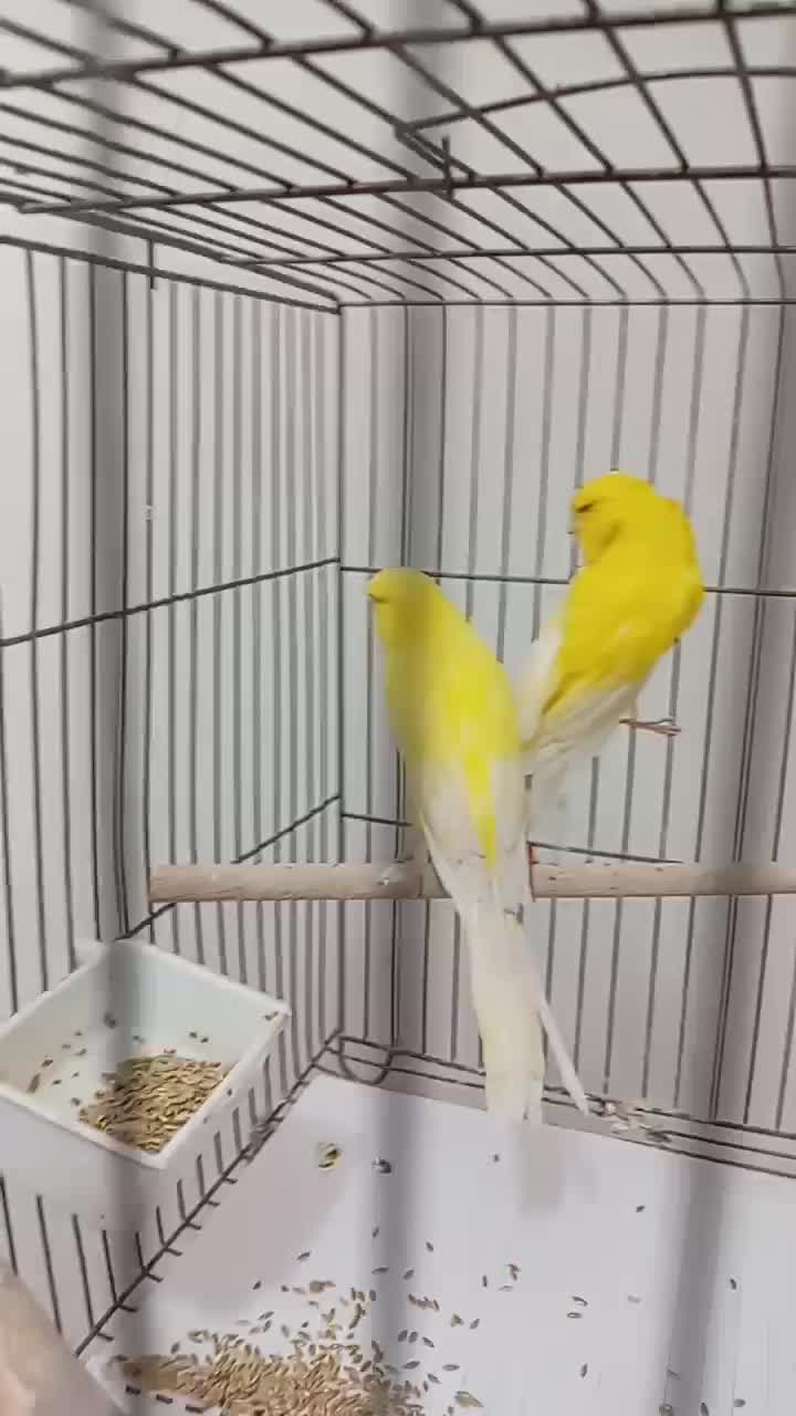 قناری رسمی بلند شاخص|پرنده|شیراز, آبیاری|دیوار