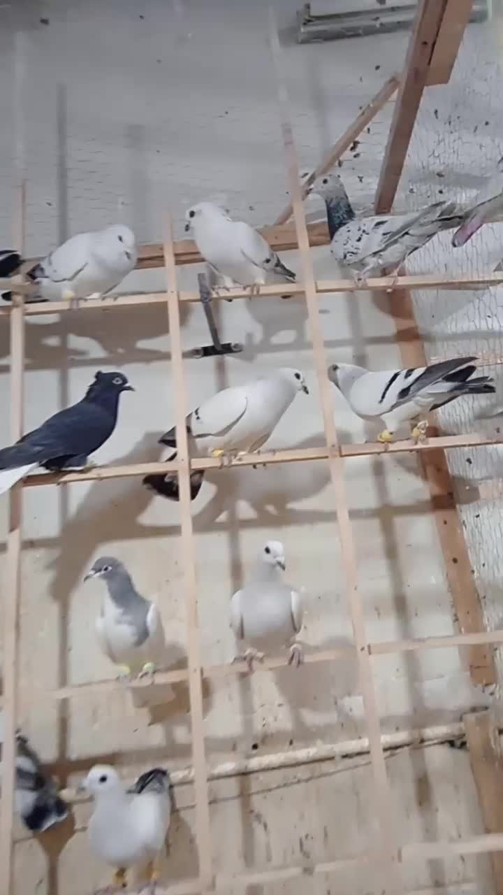 کبوتر|پرنده|دشتابی, |دیوار