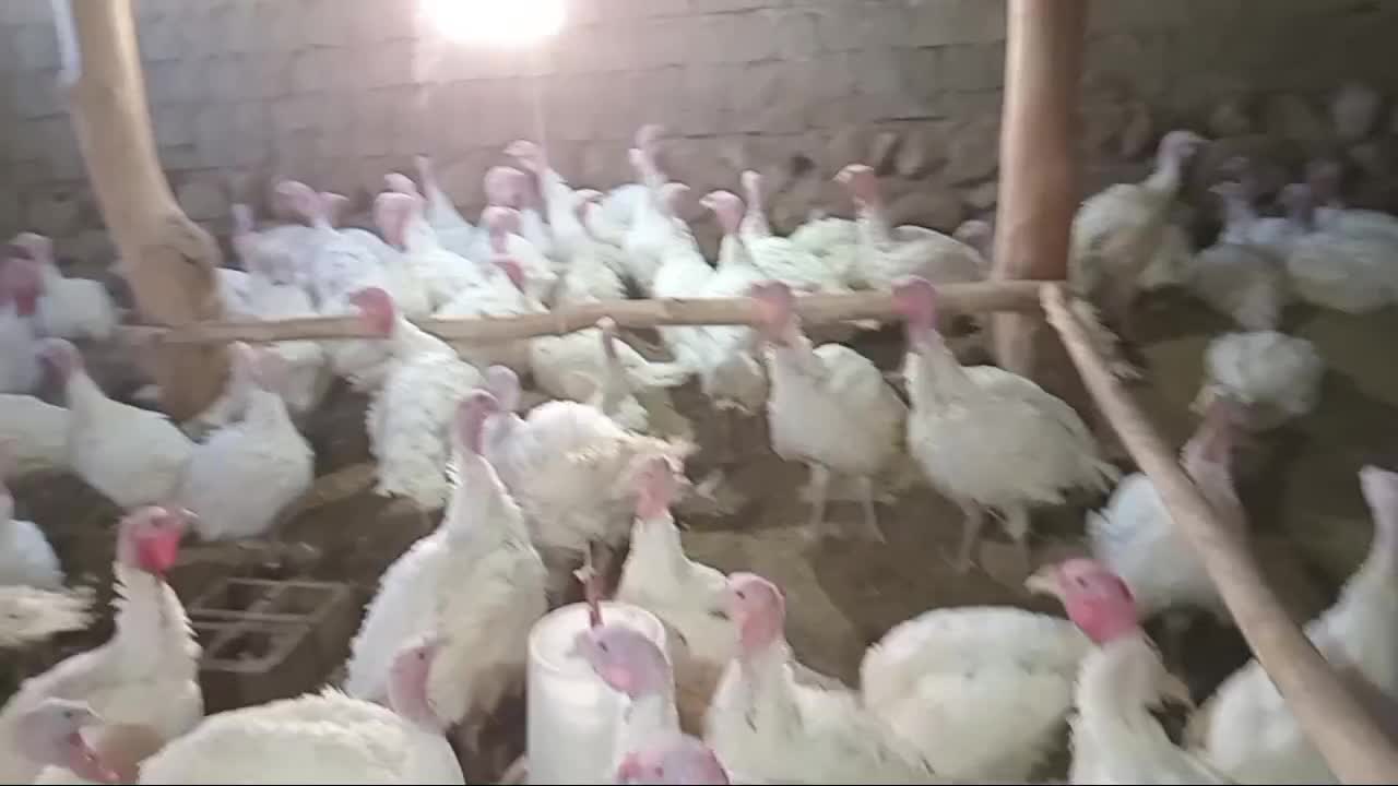 بوقلمون ارگانیک سفید محلی|حیوانات مزرعه|شاهین دژ, |دیوار