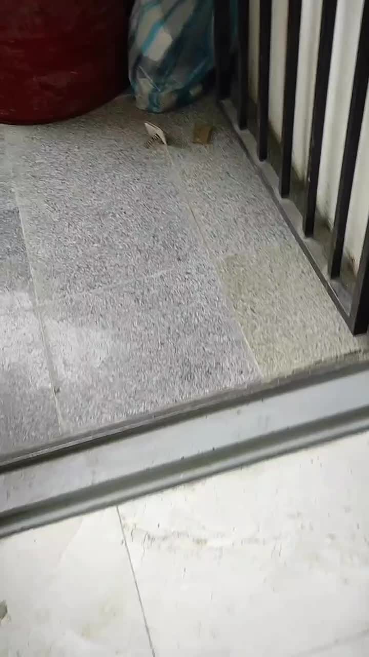 کاشیکاری تعمیرات ایزوگام و تخریب|خدمات پیشه و مهارت|ساری, |دیوار