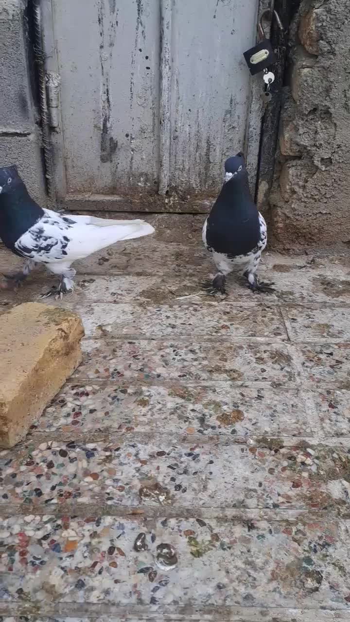 کفتر|پرنده|شیراز, گل سرخ|دیوار