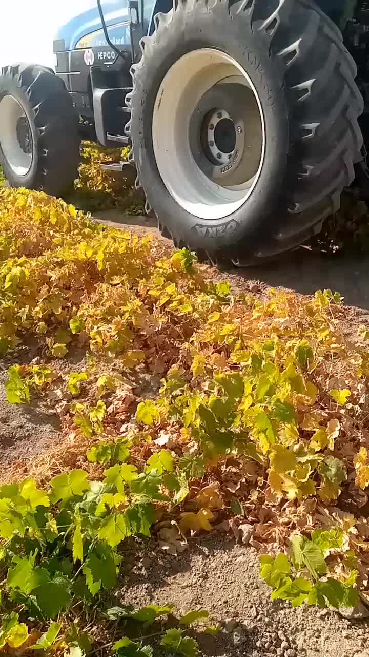 نهال انگور شاهرودی و گزندایی|خدمات باغبانی و درختکاری|تاکستان, |دیوار