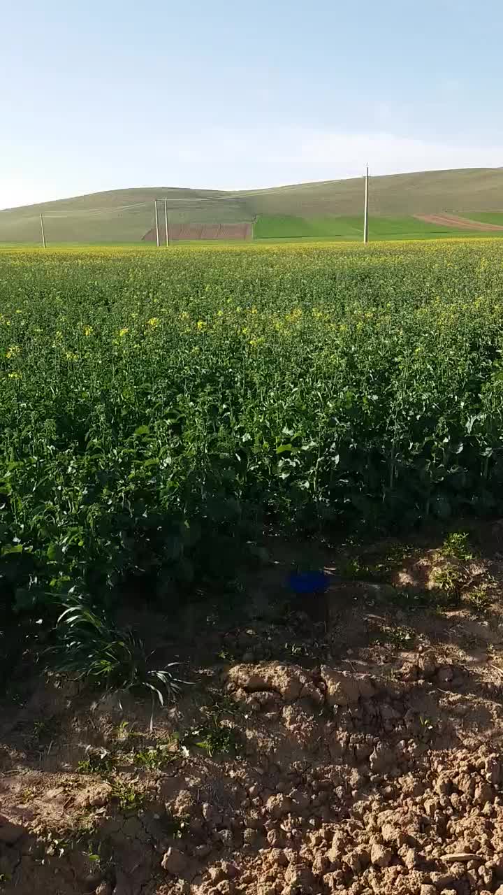 سمپاشی مزارع کشاورزی با پهپاد (پهباد)|خدمات باغبانی و درختکاری|کنگاور, |دیوار