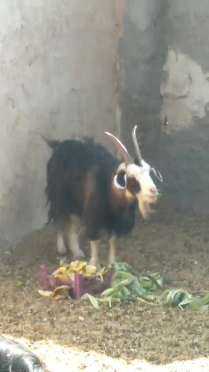 یک عدد کولار ۲ ساله و یه بزغاله نر|حیوانات مزرعه|آران و بیدگل, |دیوار